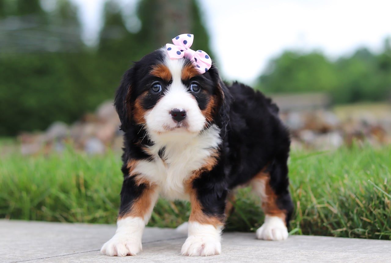 Female Bernalier Pup - Butterfly