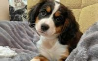 Female Bernalier Pup - Allison