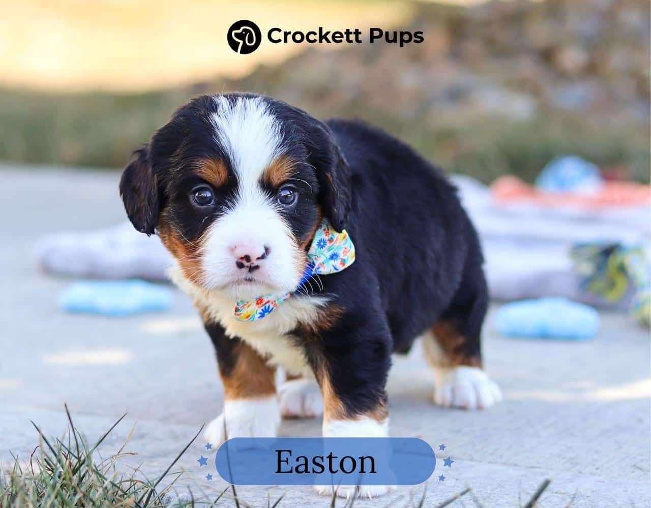 Male Bernalier Pup - Easton