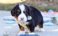 Male Bernalier Pup - Easton