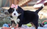 Female Bernalier Pup - Brooklyn