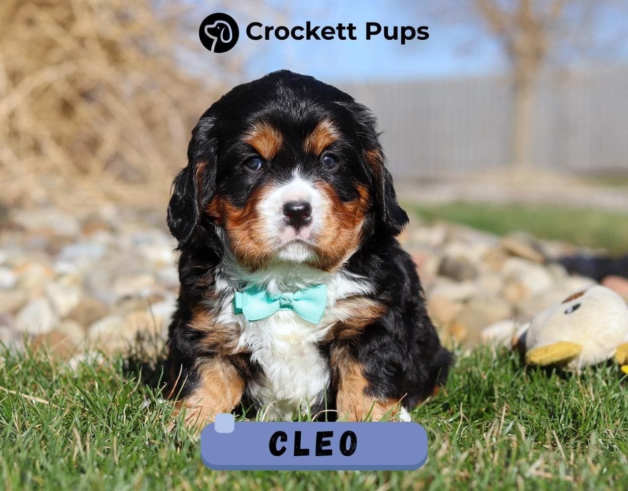 Male Bernalier Pup - Cleo