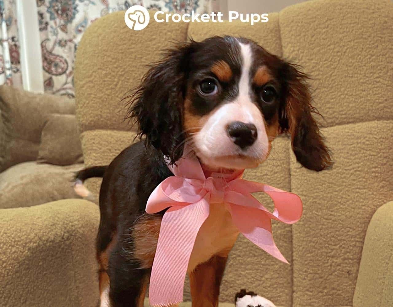 Female Bernalier Pup - Heidi