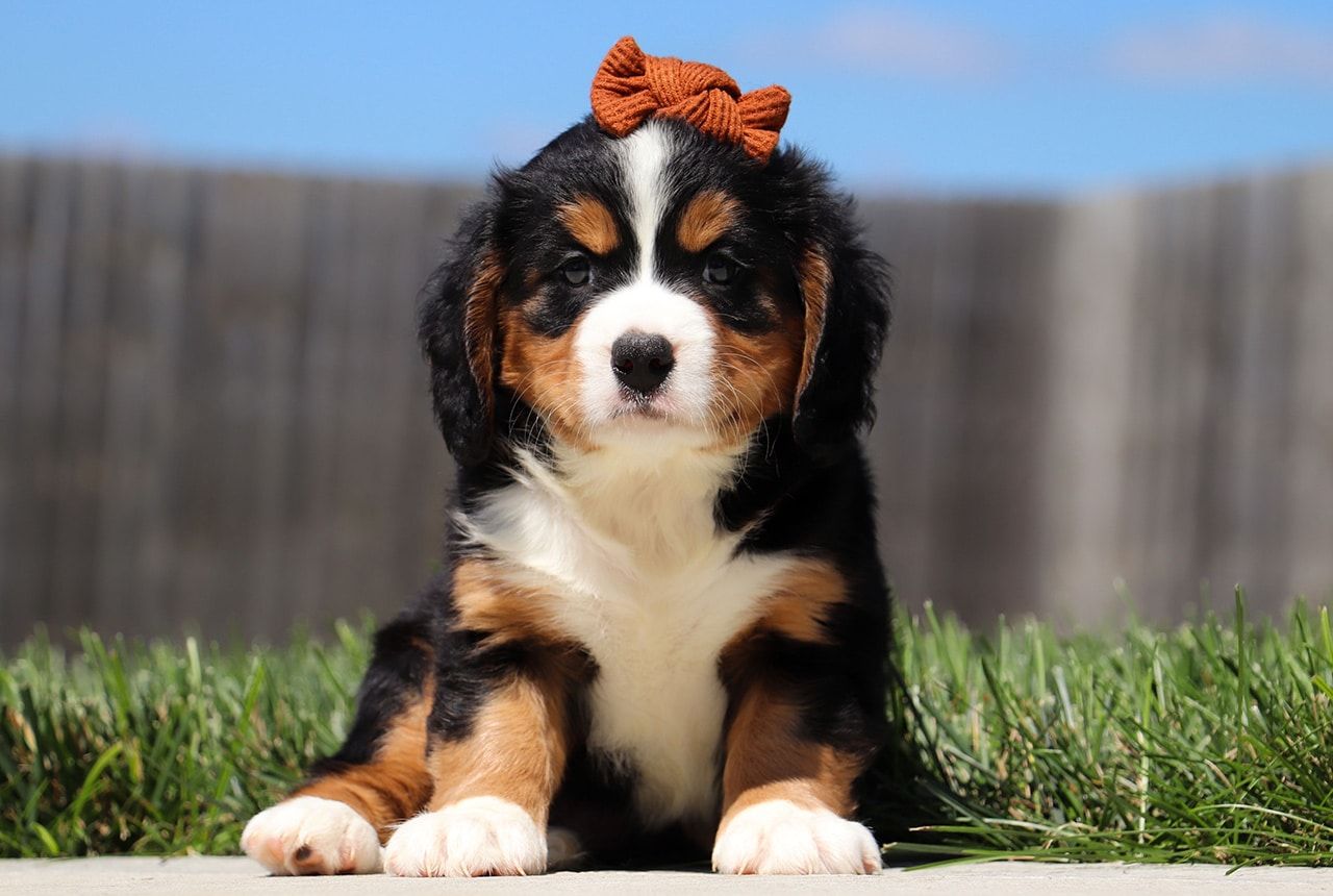 Female Bernalier Pup - Birch
