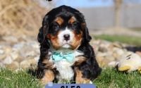 Male Bernalier Pup - Cleo