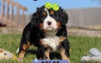 Female Bernalier Pup - Chloe