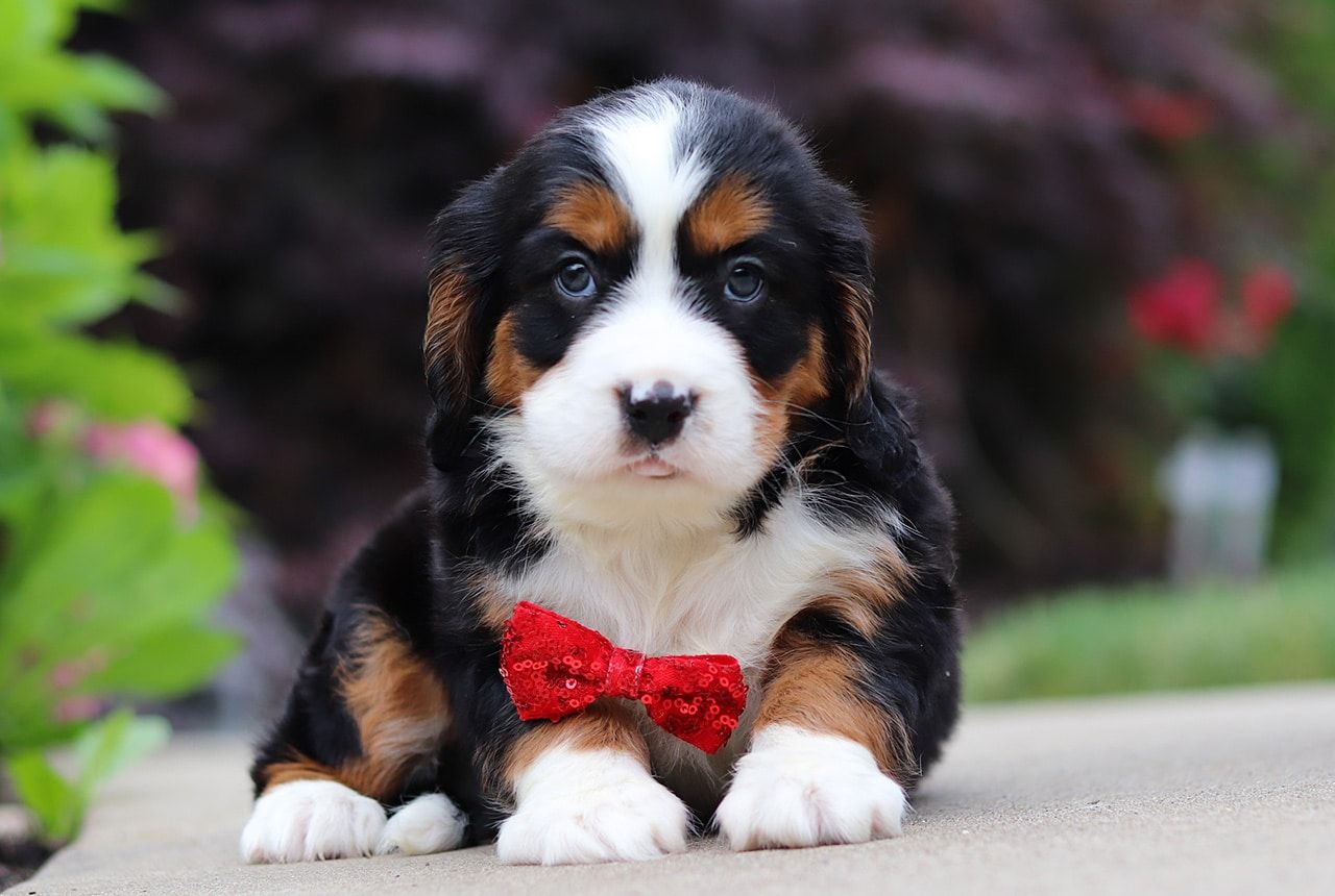 Male Bernalier Pup - Firefly