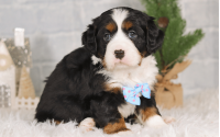 Male Bernalier Pup - Hopeful