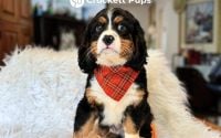 Male Bernalier Pup - Captainv