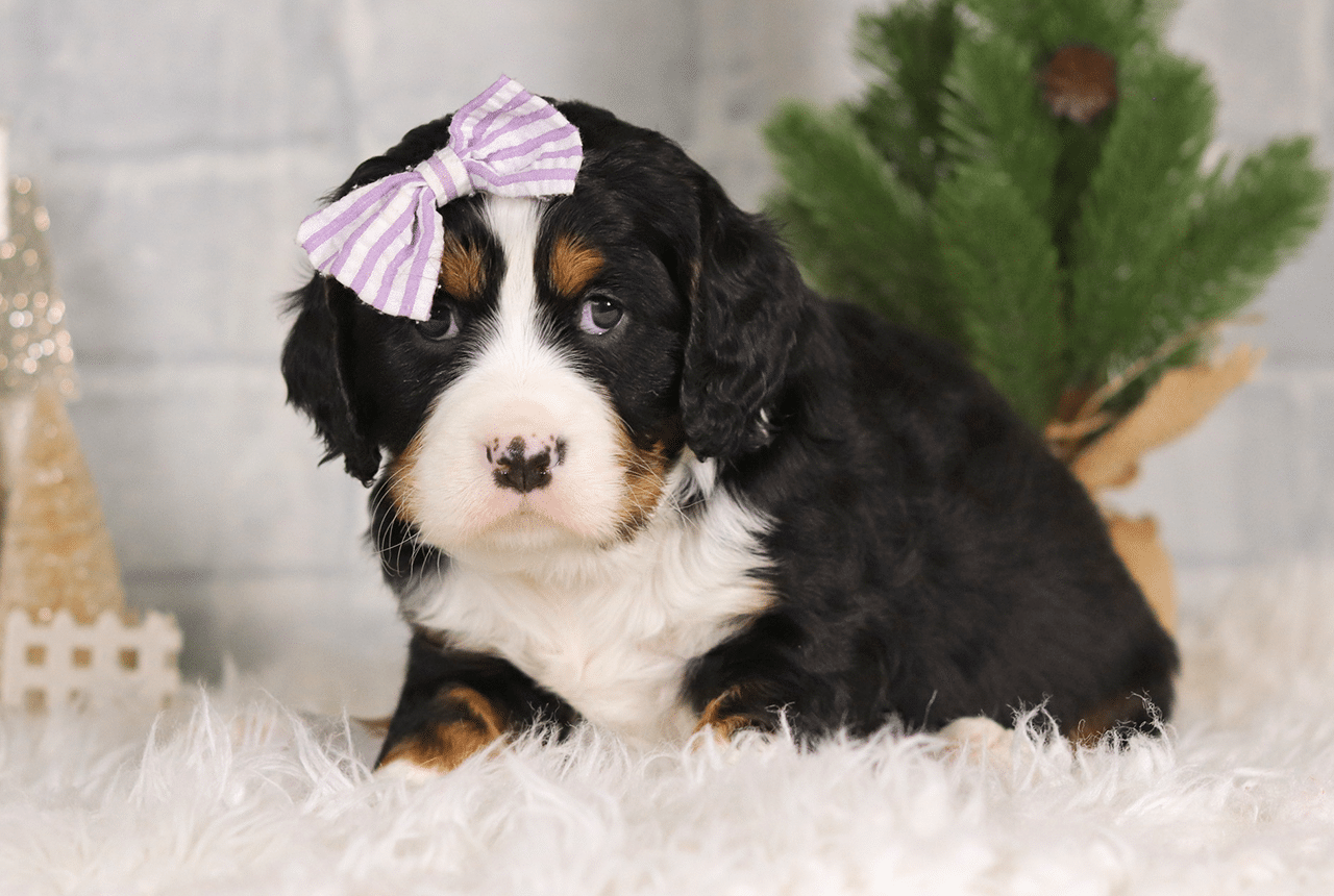 Female Bernalier Pup - Charity