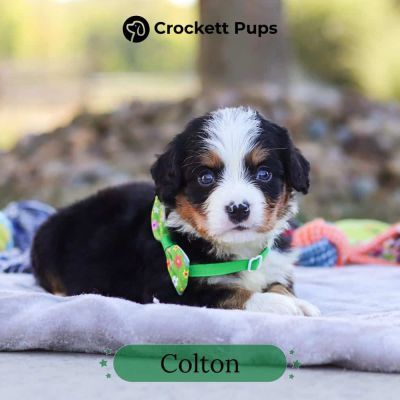 Male Bernalier Pup - Colton