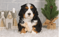 Male Bernalier Pup - Faithful