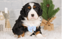 Male Bernalier Pup - Hopeful