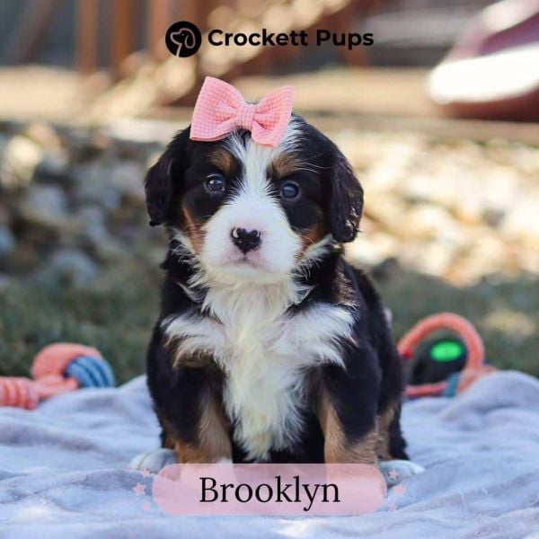 Female Bernalier Pup - Brooklyn