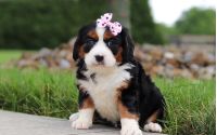 Female Bernalier Pup - Butterfly