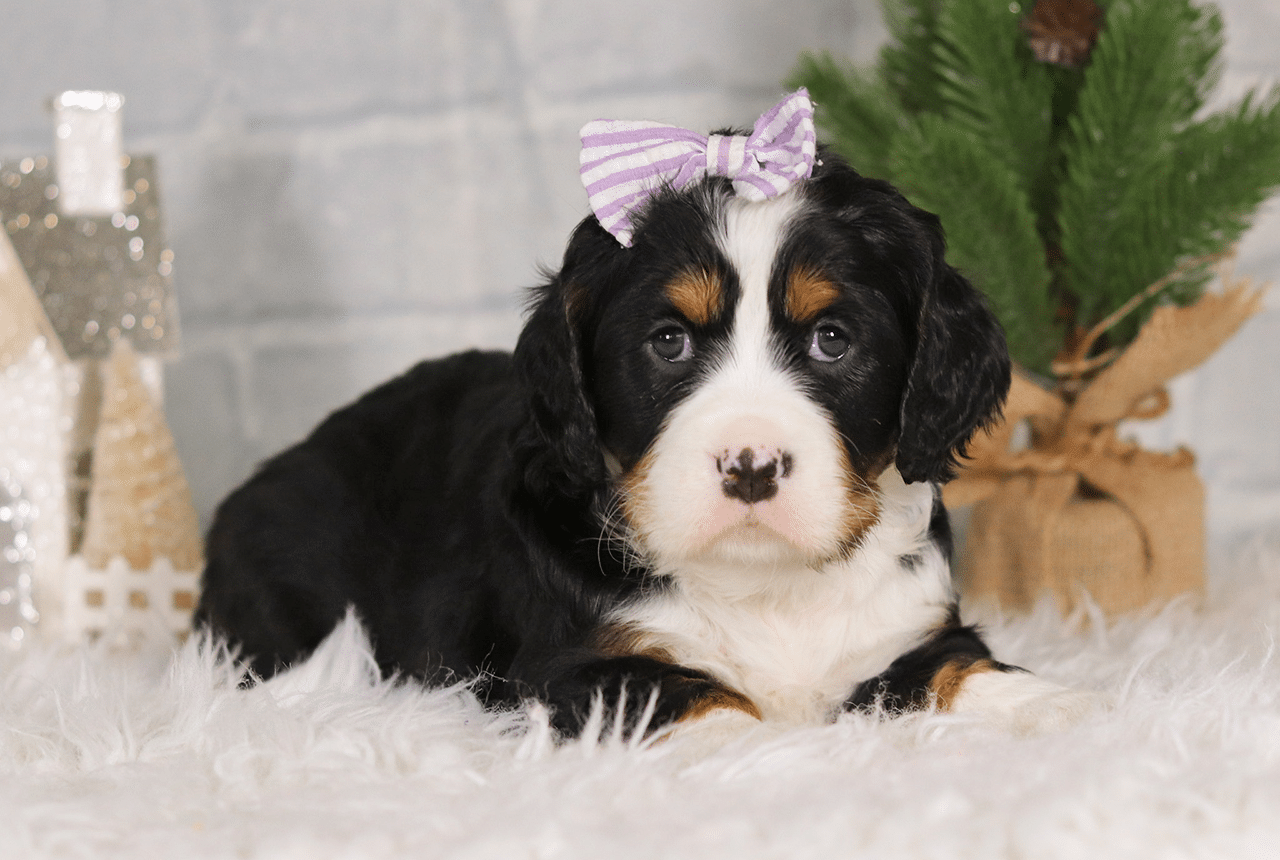 Female Bernalier Pup - Charity