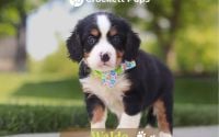 Male Bernalier Pup - Waldo