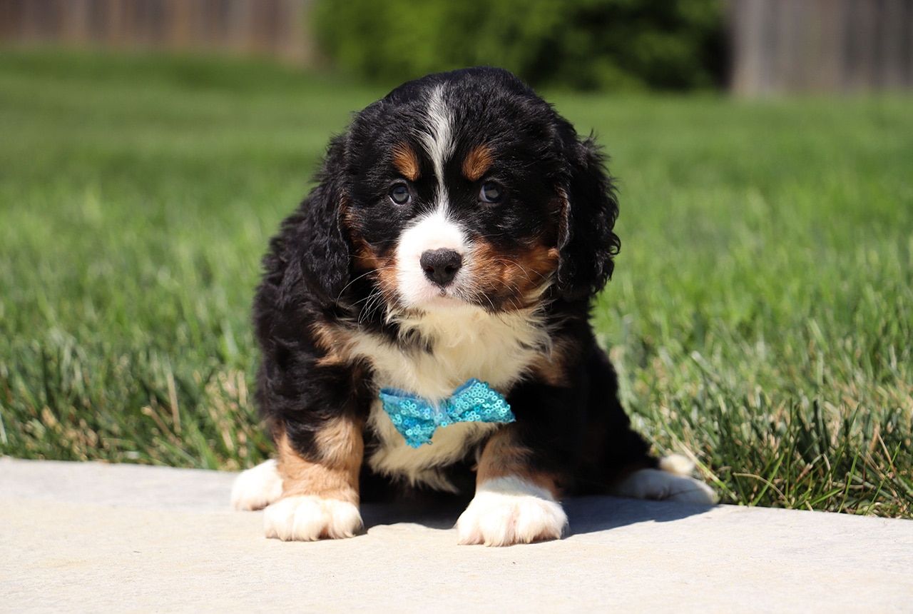 Male Bernalier Pup - Cedar
