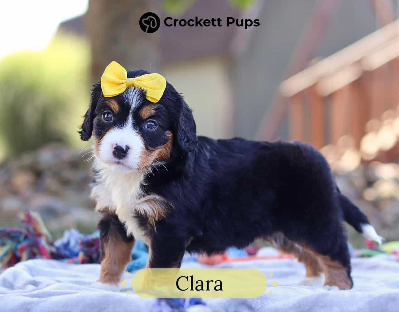 Female Bernalier Pup - Clara