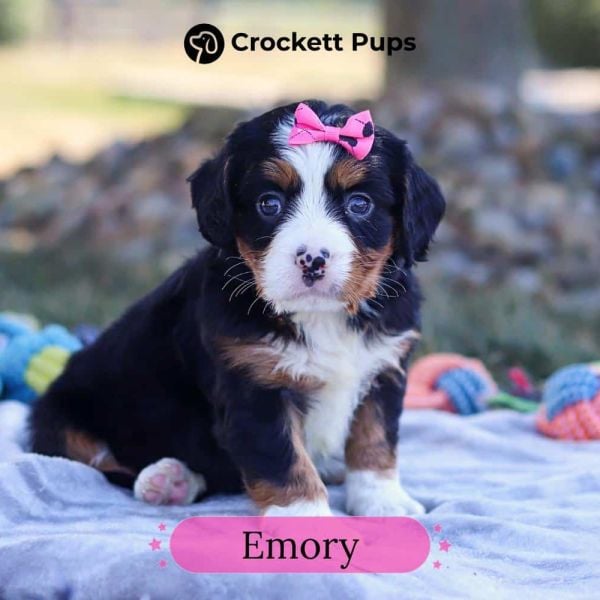 Female Bernalier Pup - Emory