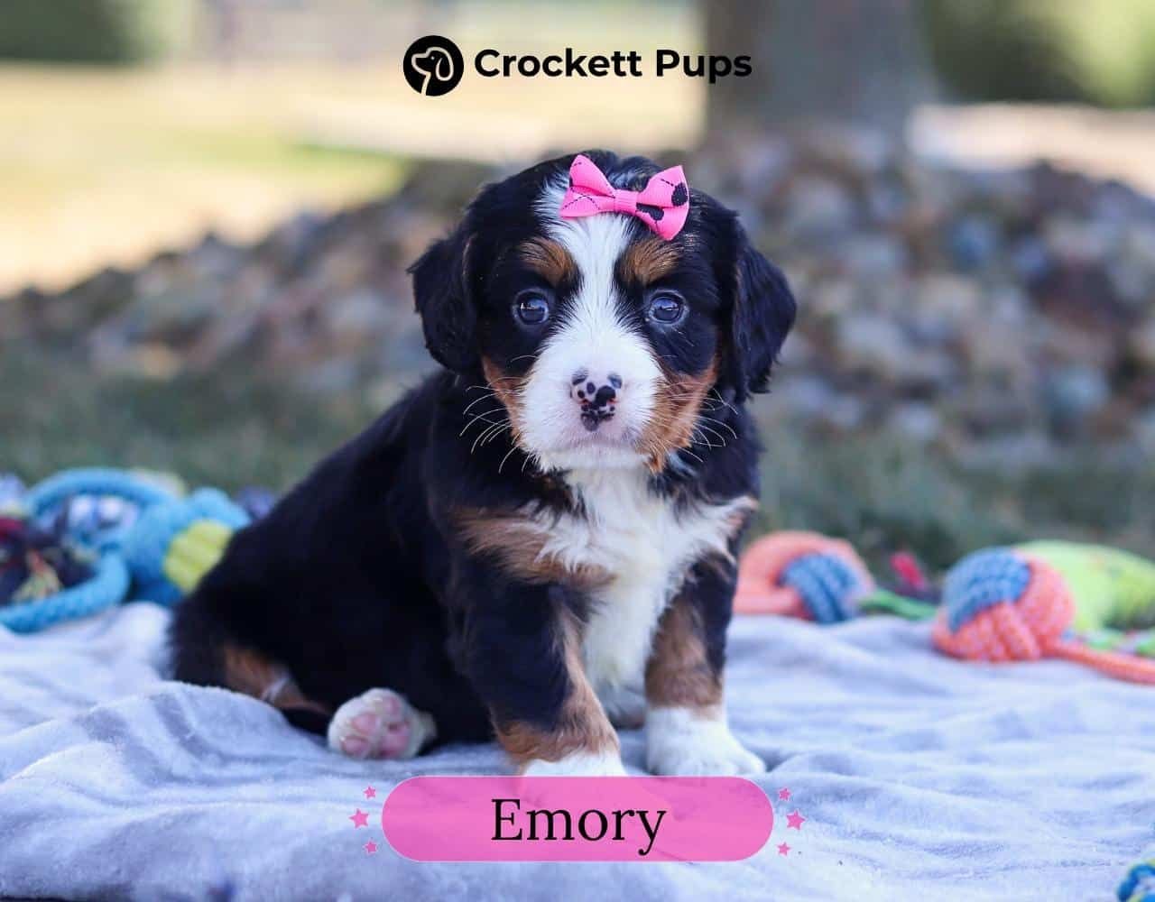 Female Bernalier Pup - Emory