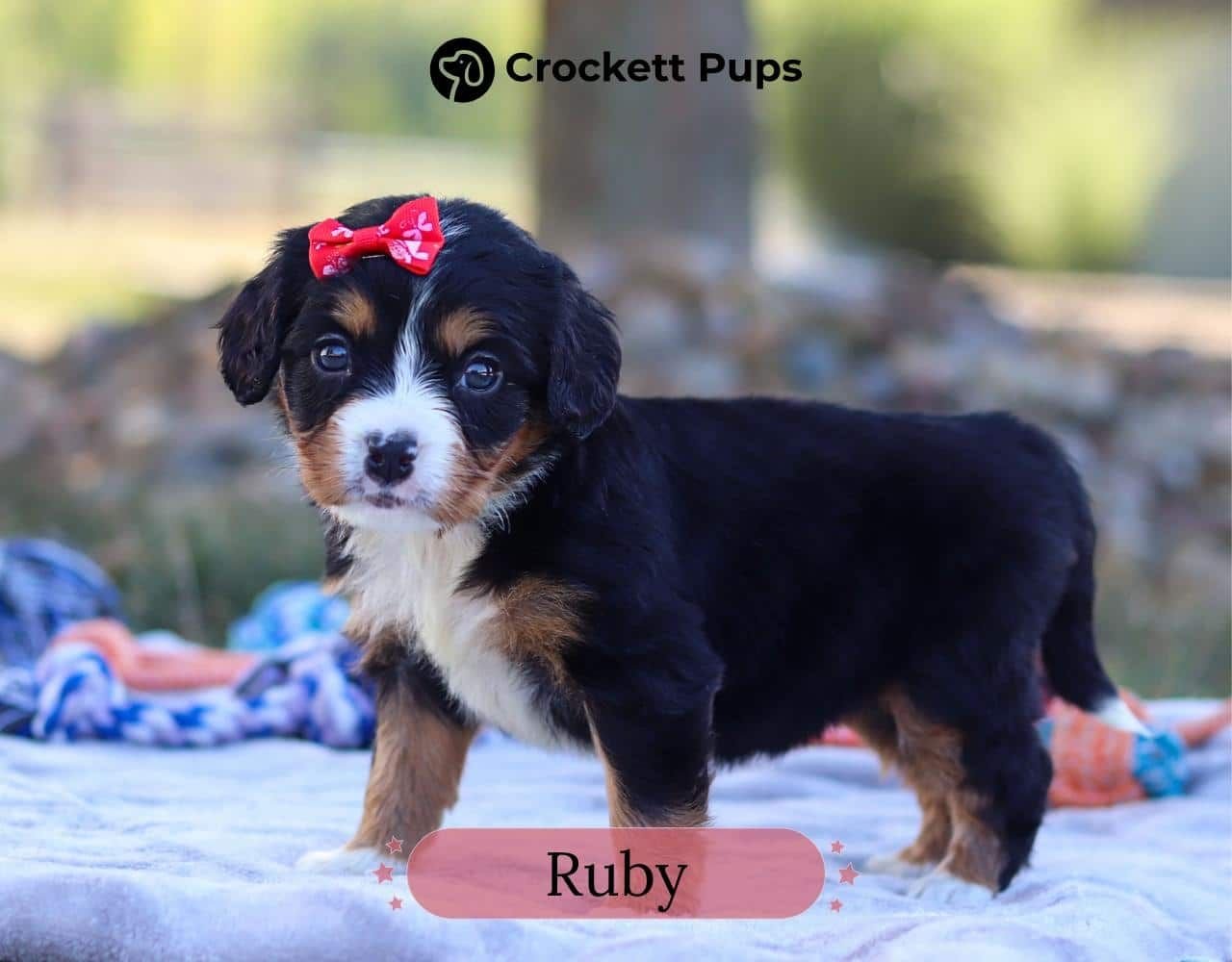 Female Bernalier Pup - Ruby