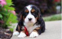 Male Bernalier Pup - Firefly