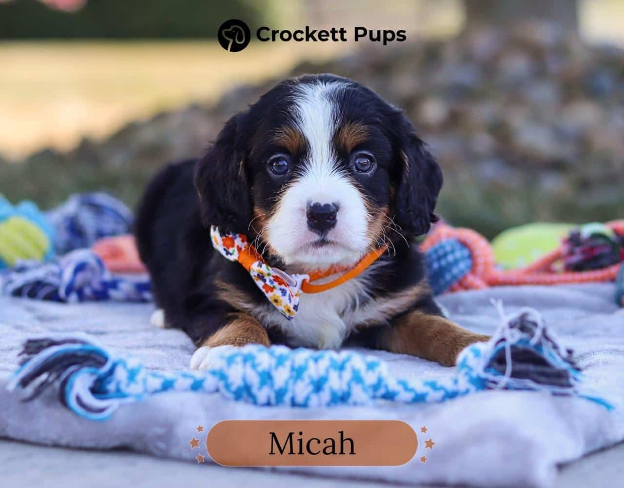 Male Bernalier Pup - Micah