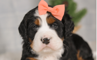 Female Bernalier Pup - Patience