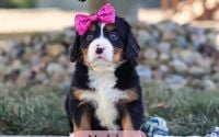 Female Bernalier Pup - Madelyn