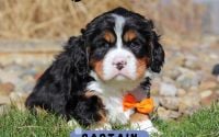 Male Bernalier Pup - Captain