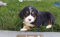 Female Bernalier Pup - Lotti
