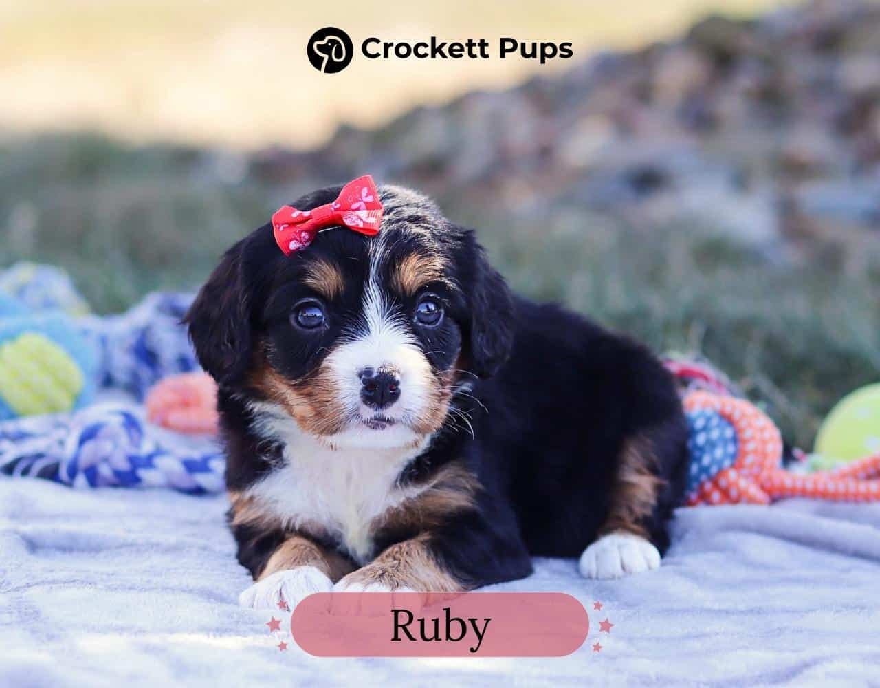 Female Bernalier Pup - Ruby