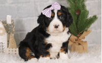 Female Bernalier Pup - Charity