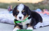 Male Bernalier Pup - Colton