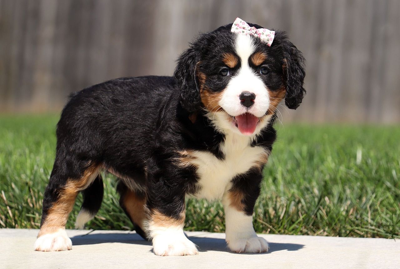 Female Bernalier Pup - Laurel