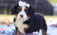 Female Bernalier Pup - Liliana