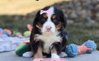 Female Bernalier Pup - Serenity