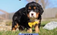 Male Bernalier Pup - Curt