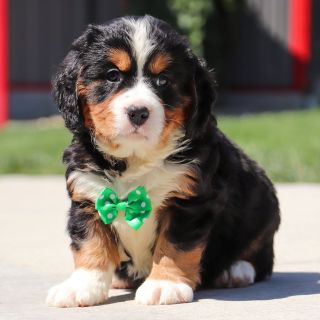 Male Bernalier Pup - Oak