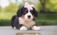 Female Bernalier Pup - Allison