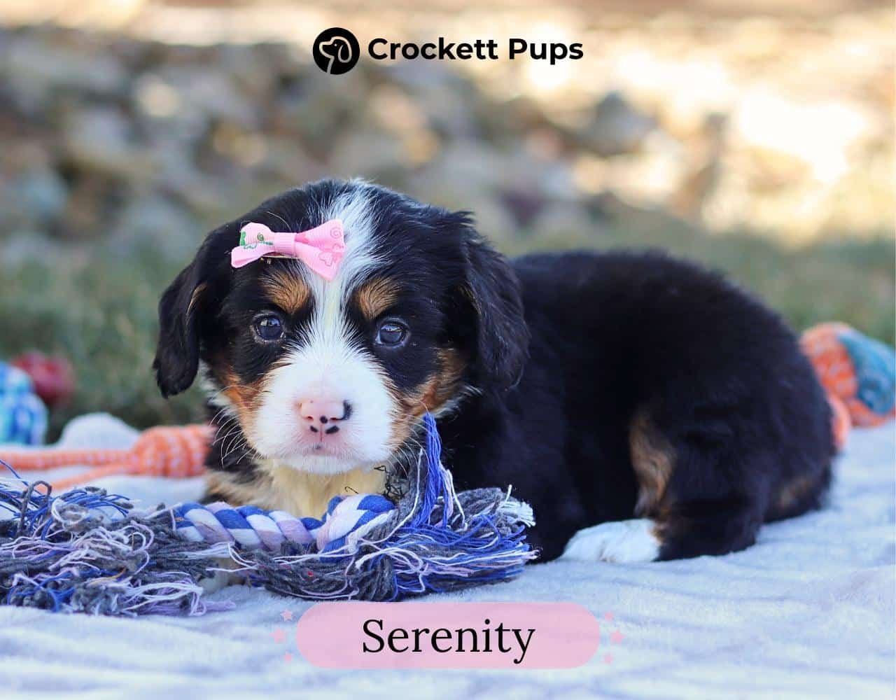 Female Bernalier Pup - Serenity