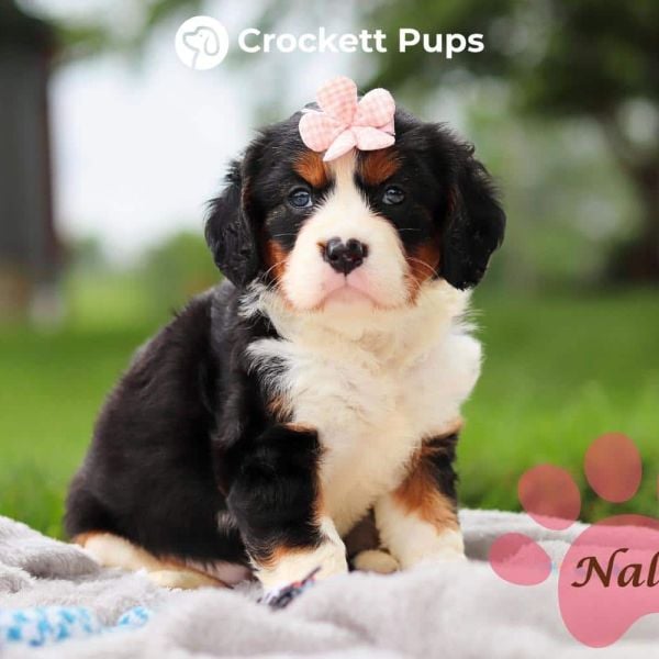 Female Bernalier Pup - Nala