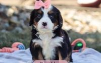 Female Bernalier Pup - Brooklyn