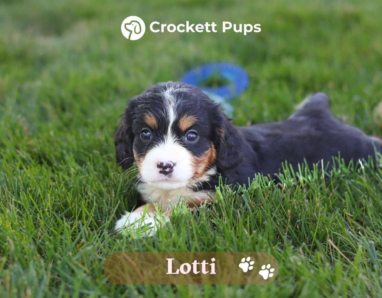 Female Bernalier Pup - Lotti