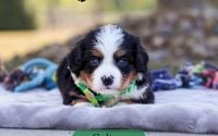 Male Bernalier Pup - Colton