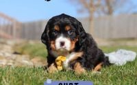 Male Bernalier Pup - Curt