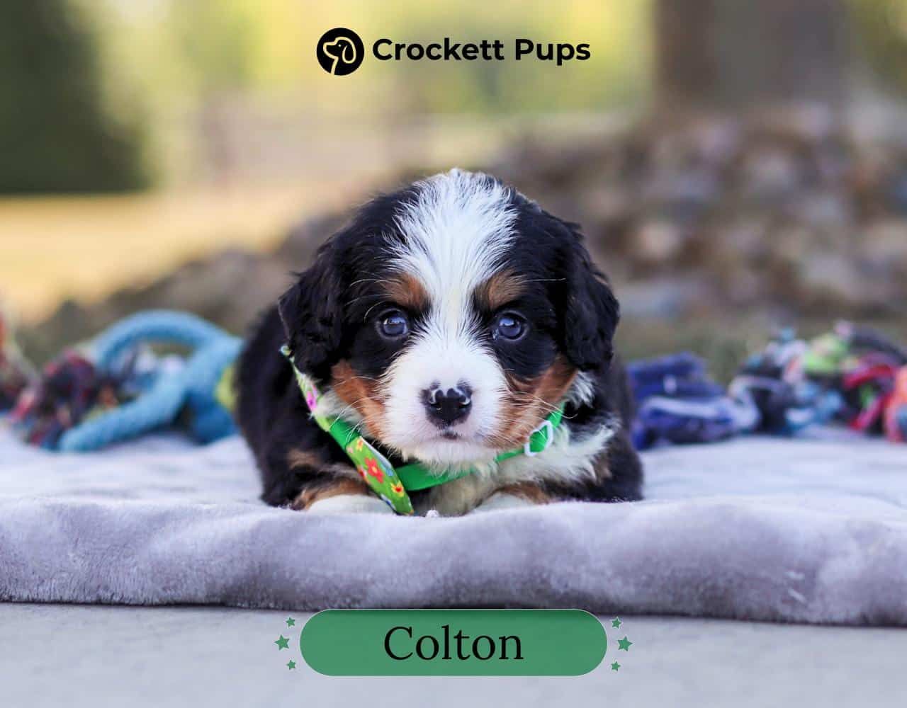 Male Bernalier Pup - Colton