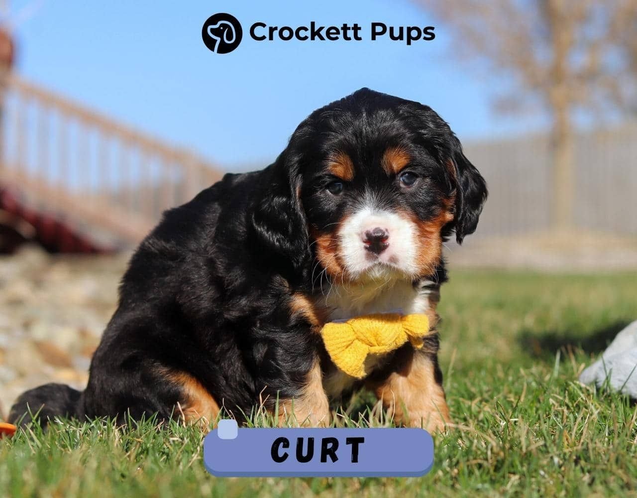 Male Bernalier Pup - Curt