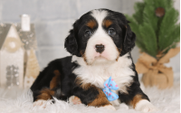 Male Bernalier Pup - Hopeful